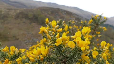 Almondell & Calderwood Country Park