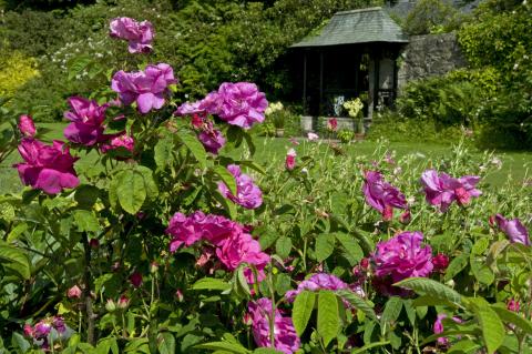 Malleny Garden at the National Trust for Scotland