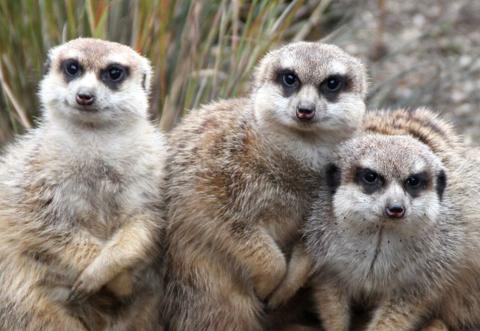Edinburgh Zoo's Meerkats 